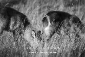 Colin Stephenson Photographer