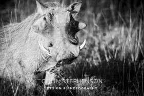 Environmental photography South Africa