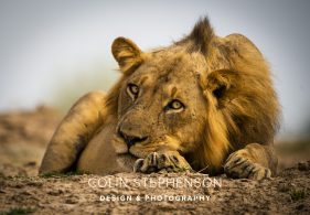 Colin Stephenson Photographer