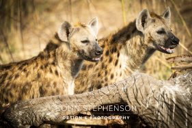 Environmental photography South Africa