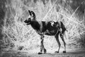 Environmental photography South Africa