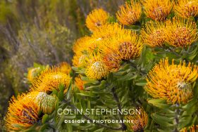 Environmental photography South Africa