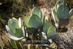 Environmental photography South Africa