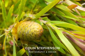 Environmental photographer Africa