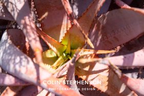 Environmental photographer Africa