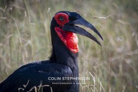 Environmental photographer Africa