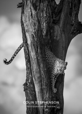 Environmental photographer Africa