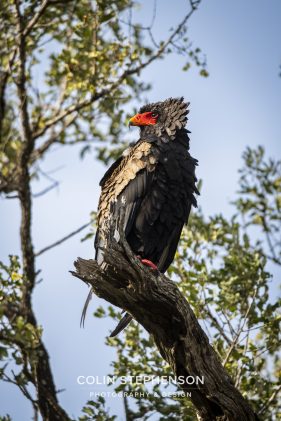 Environmental photographer Africa