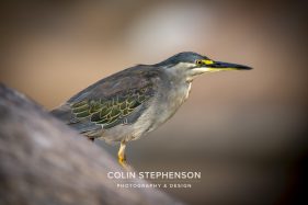 Environmental photographer Africa