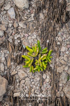 Environmental photography South Africa