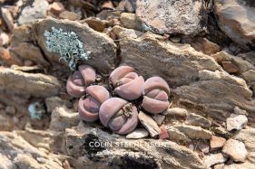 Environmental photography South Africa