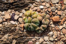 Environmental photography South Africa