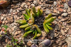 Environmental photography South Africa
