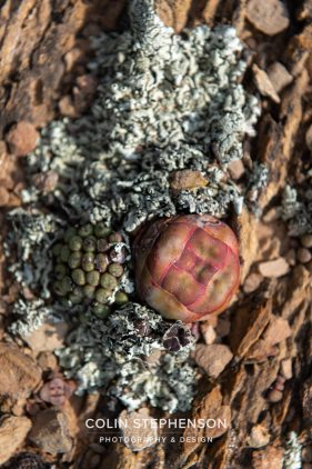 Environmental photography South Africa