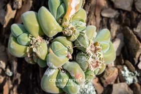 Environmental photography South Africa