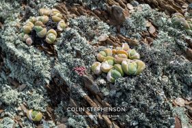 Environmental photography South Africa