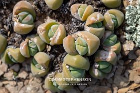 Environmental photography South Africa
