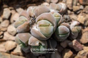 Environmental photography South Africa