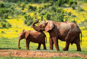 Environmental Photographer Africa
