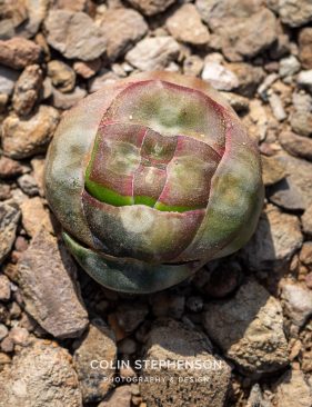Environmental photography South Africa