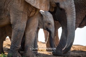 Environmental Photographer Africa