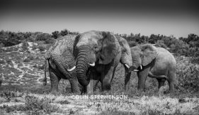 Environmental Photographer Africa