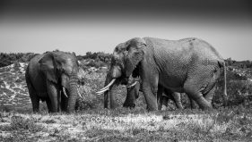 Environmental Photographer Africa