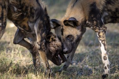 Environmental Photographer Africa