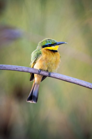 Environmental Photographer Africa