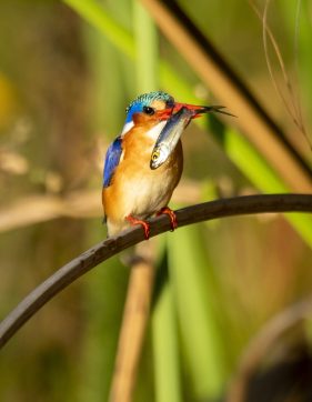 Environmental Photographer Africa