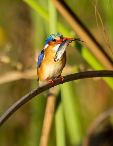 Environmental Photographer Africa
