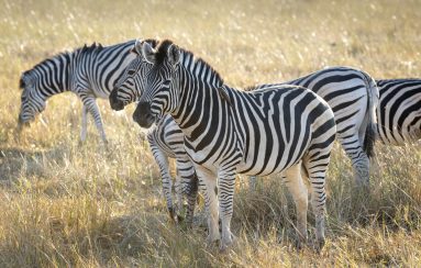 Environmental Photographer Africa