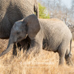 Environmental Photographer Africa
