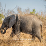 Environmental Photographer Africa