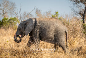 Environmental Photographer Africa