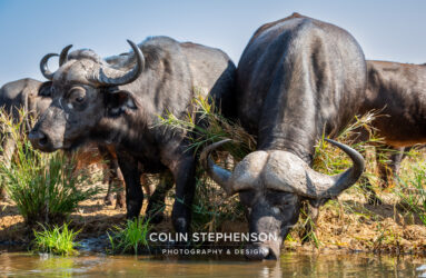 Environmental Photographer Africa