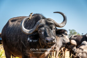 Environmental Photographer Africa