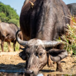 Environmental Photographer Africa