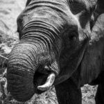 Environmental Photographer Africa