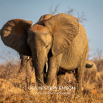Environmental Photographer Africa