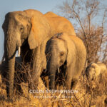 Environmental Photographer Africa