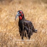 Environmental Photographer Africa