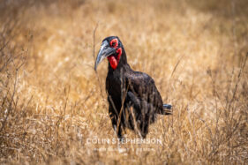 Environmental Photographer Africa