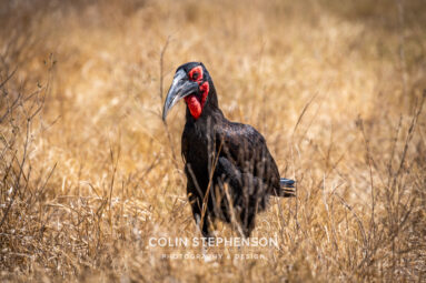 Environmental Photographer Africa