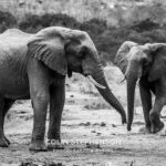 Environmental Photographer Africa