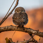 Environmental Photographer Africa