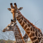 Environmental Photographer Africa