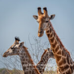 Environmental Photographer Africa