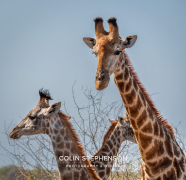 Environmental Photographer Africa