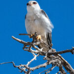 Environmental Photographer Africa